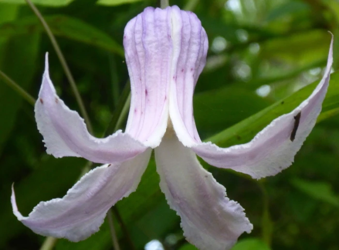 Clematis crispa image