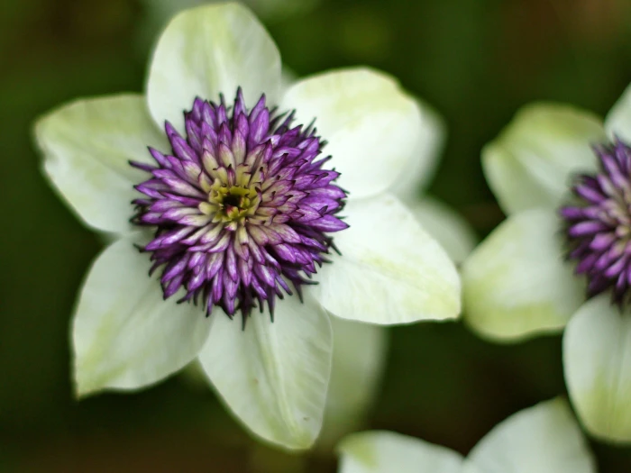 Clematis florida image