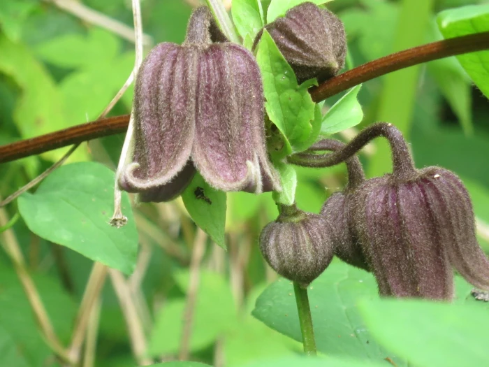 Clematis fusca image