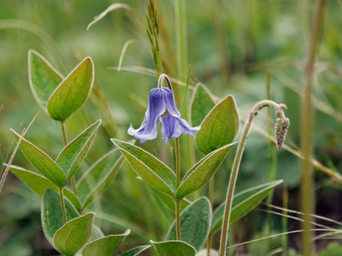 Clematis integrifolia image