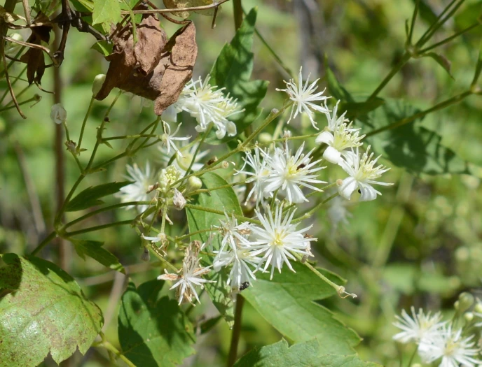 Clematis ligusticifolia image
