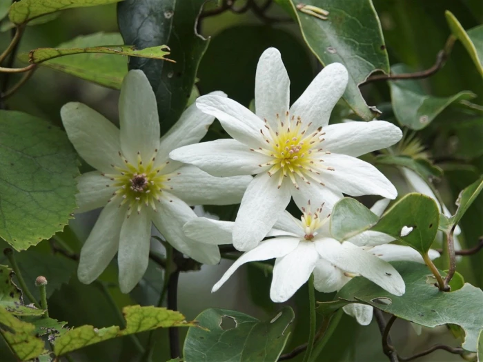 Clematis paniculata image