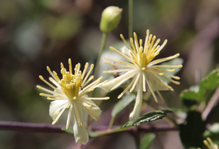 Clematis pauciflora image