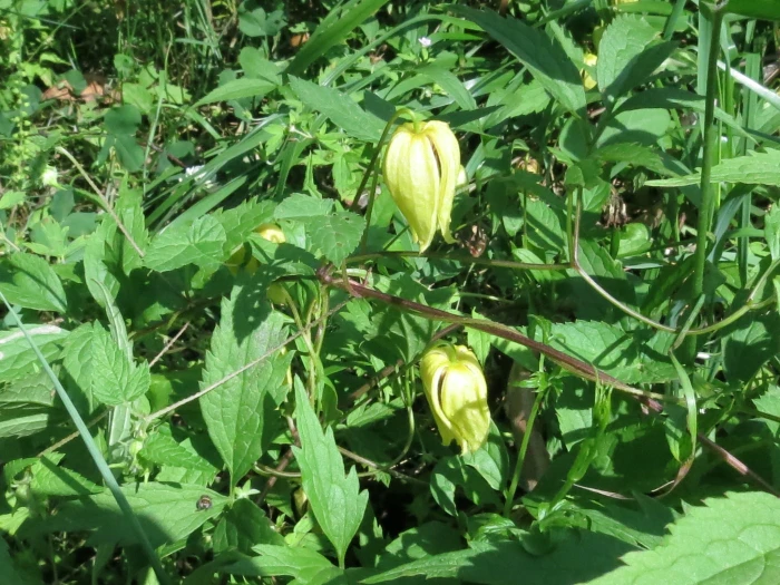 Clematis serratifolia image