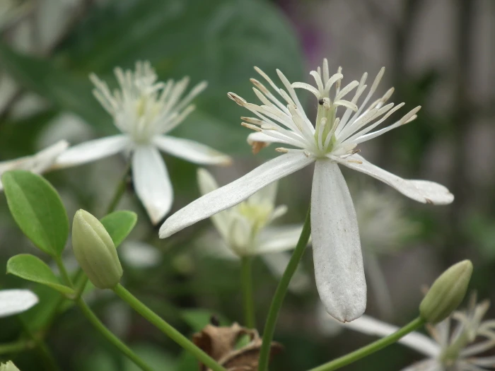 Clematis terniflora image