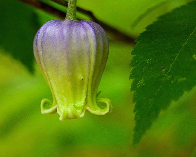 Clematis versicolor image