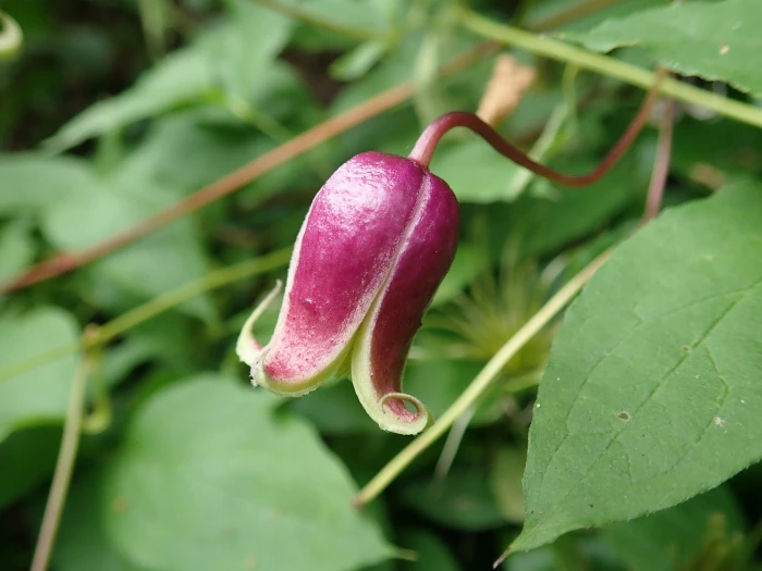 Clematis viorna image