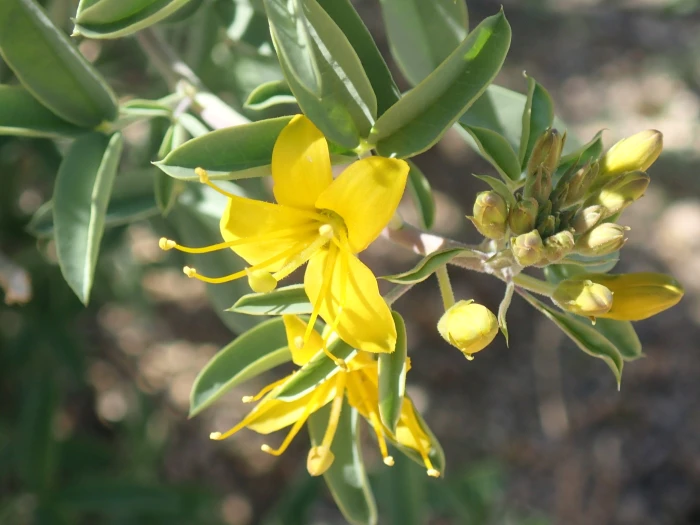 Peritoma arborea image