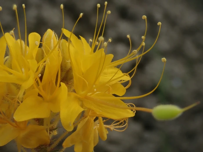 Cleomella platycarpa image