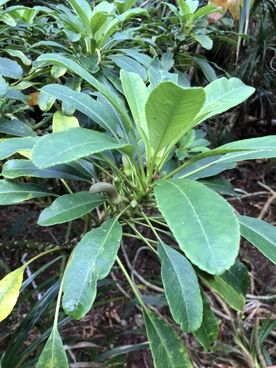Clermontia oblongifolia image
