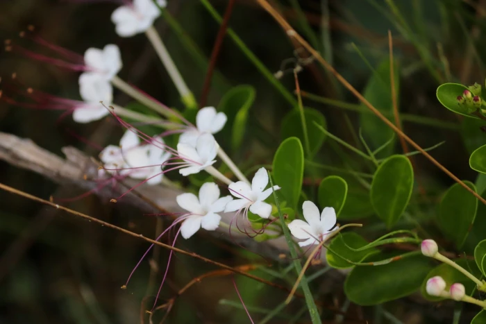 Clerodendrum inerme image