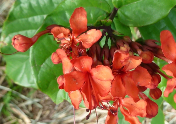 Clerodendrum splendens image