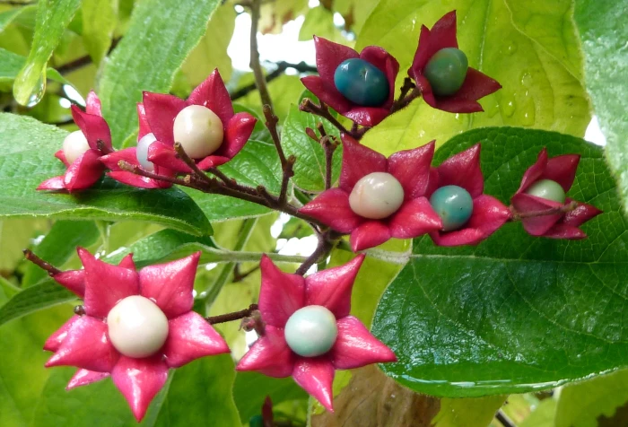 Clerodendrum trichotomum image