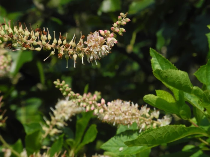 Clethra acuminata image