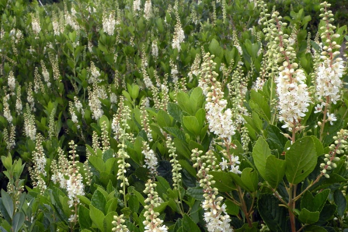 Clethra alnifolia image