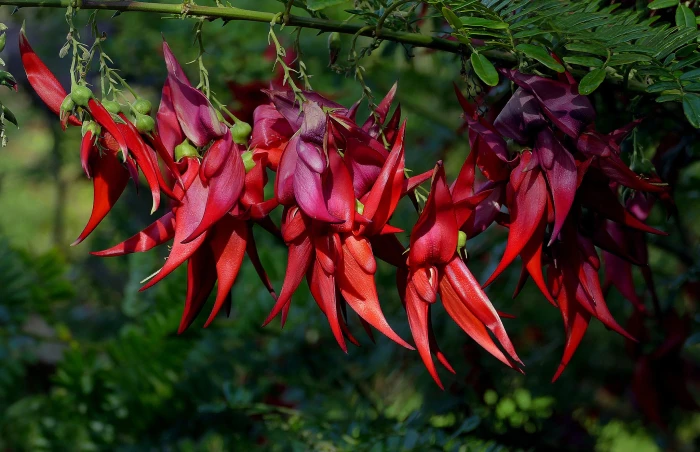 Clianthus puniceus image