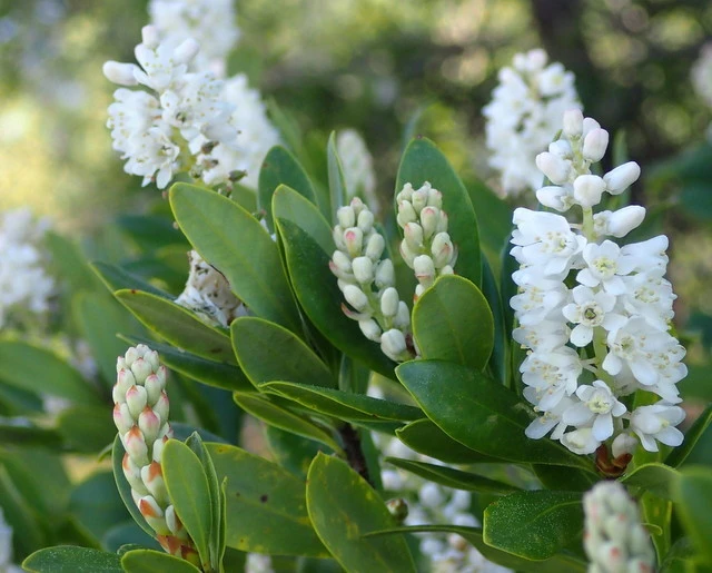 Cliftonia monophylla image