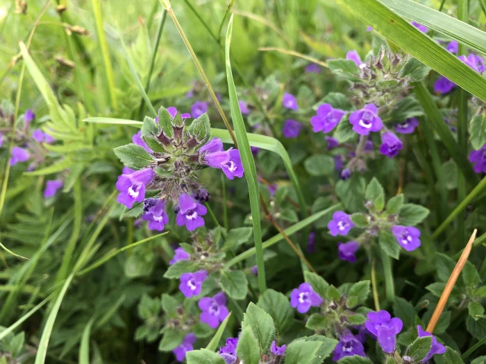 Clinopodium acinos image