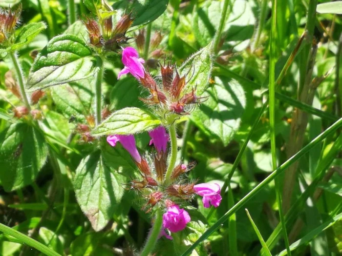 Clinopodium vulgare image