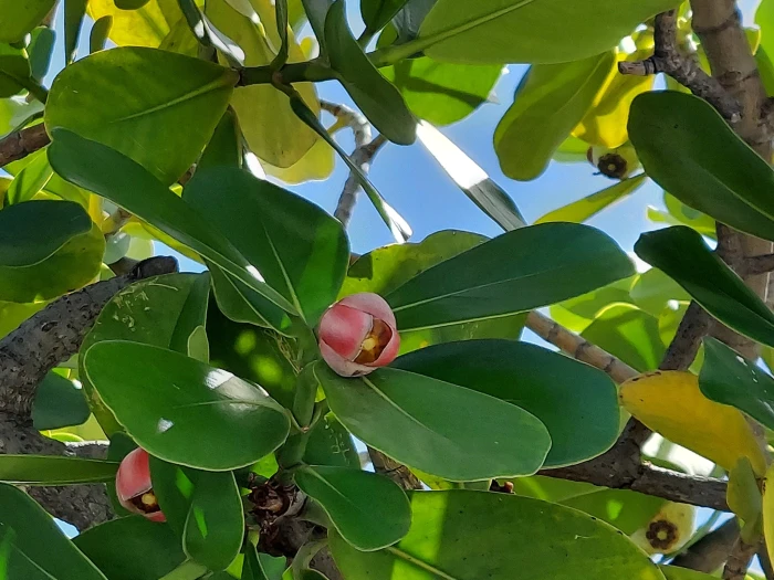 Clusia rosea image