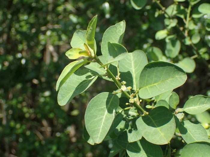 Clutia pulchella image