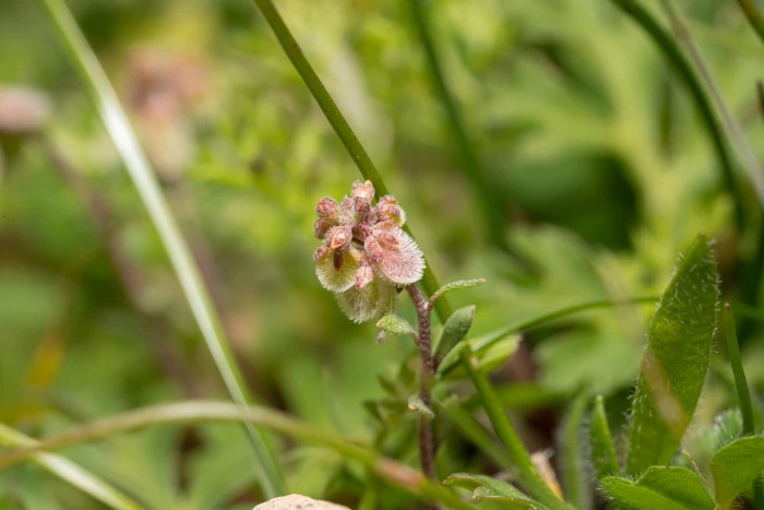 Clypeola jonthlaspi image