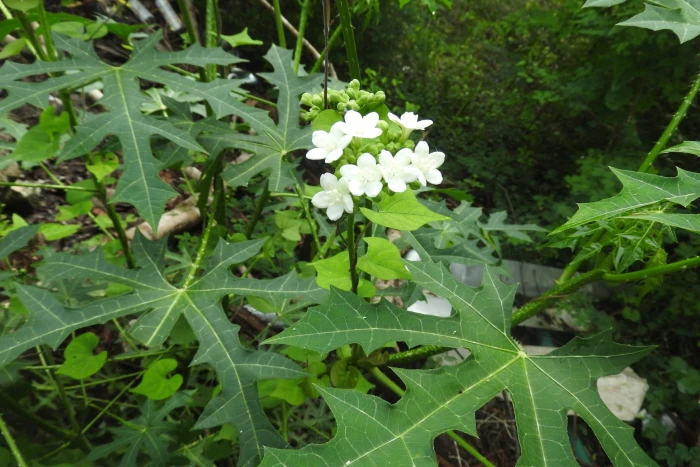 Cnidoscolus aconitifolius image