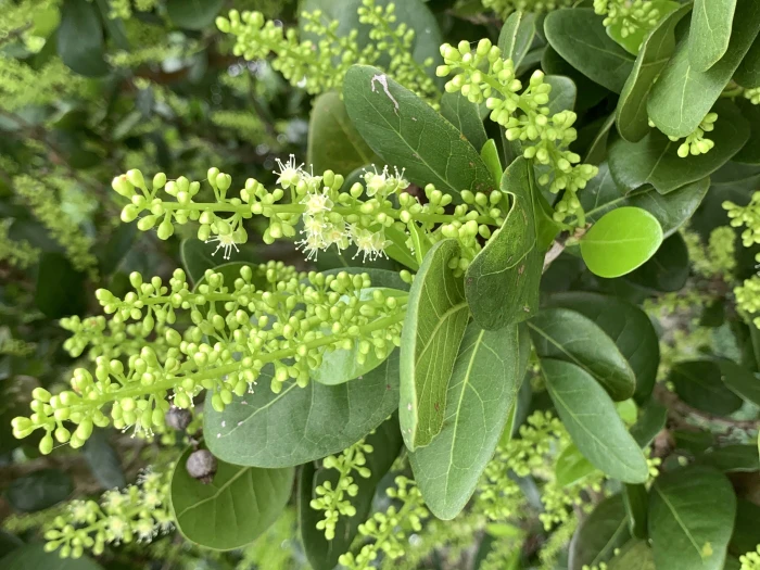 Coccoloba diversifolia image