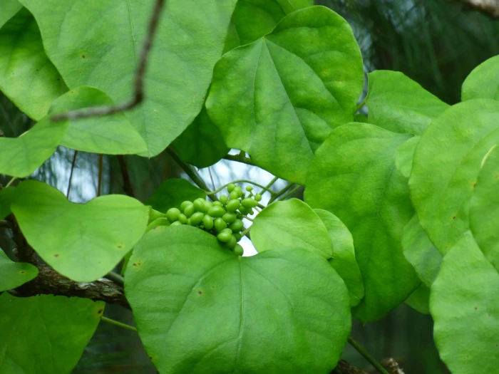Cocculus carolinus image