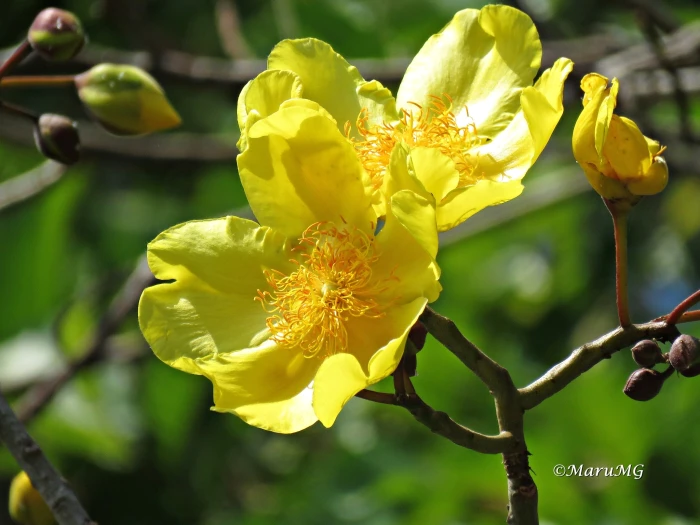 Cochlospermum vitifolium image