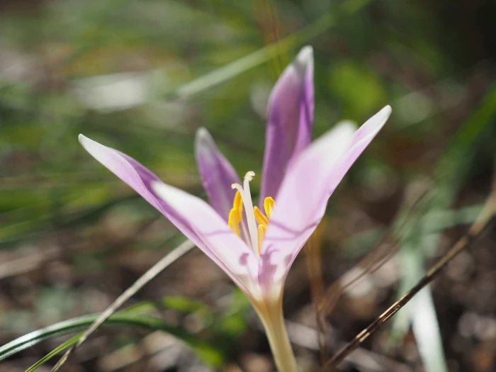 Colchicum longifolium image