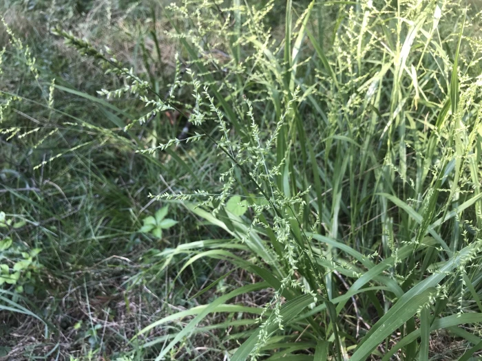 Coleataenia anceps image