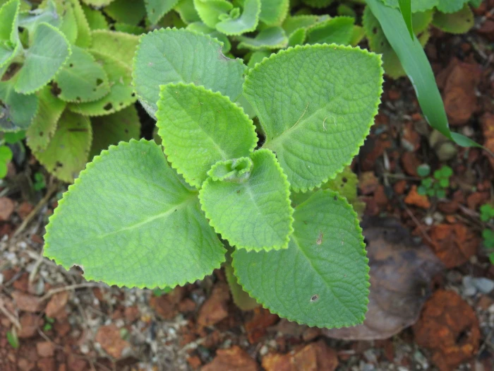 Coleus amboinicus image