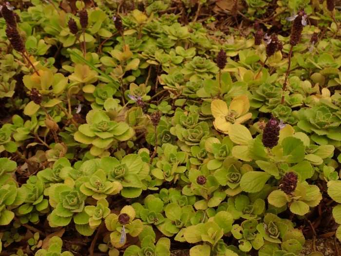 Coleus caninus image