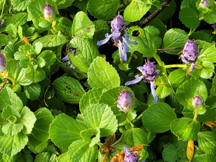 Coleus comosus image