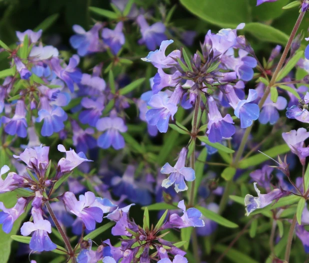 Collinsia grandiflora image