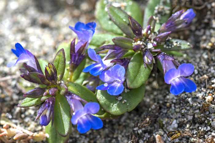 Collinsia parviflora image