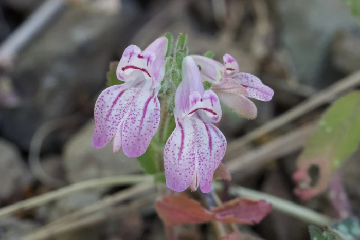 Collinsia tinctoria image