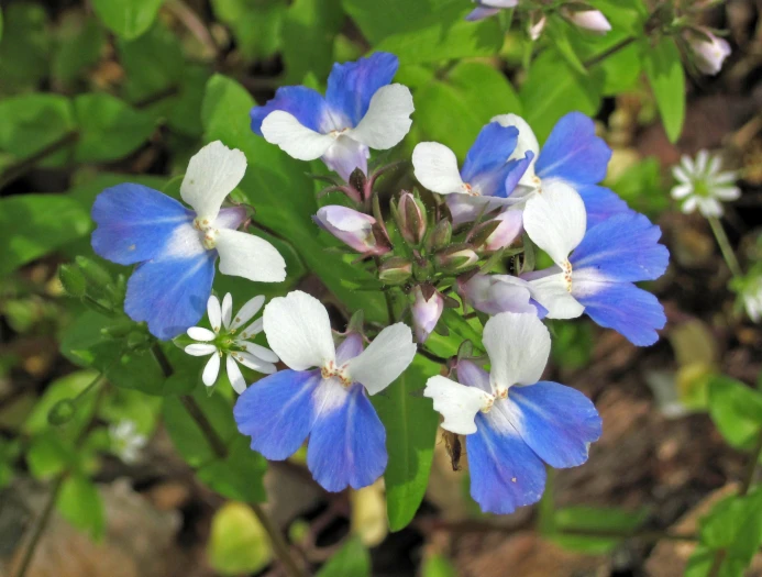 Collinsia verna image