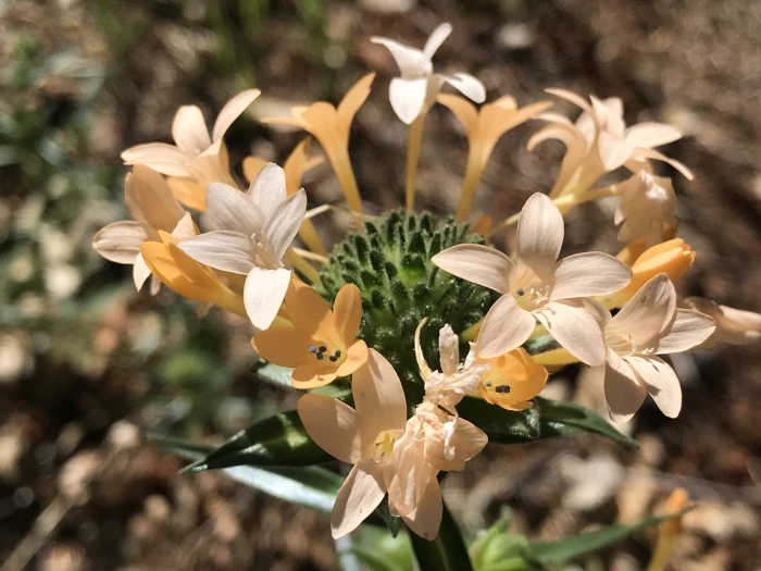 Collomia grandiflora image