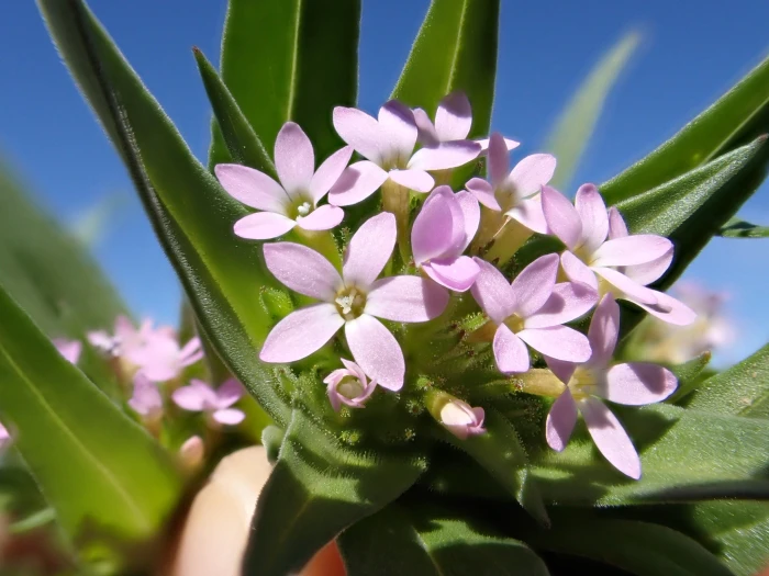 Collomia linearis image