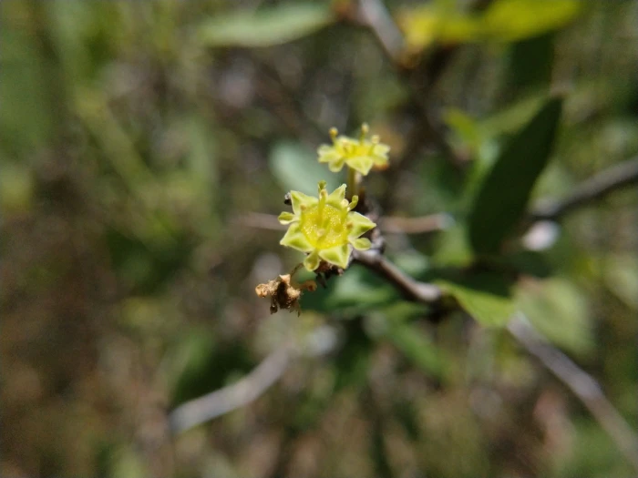 Colubrina texensis image