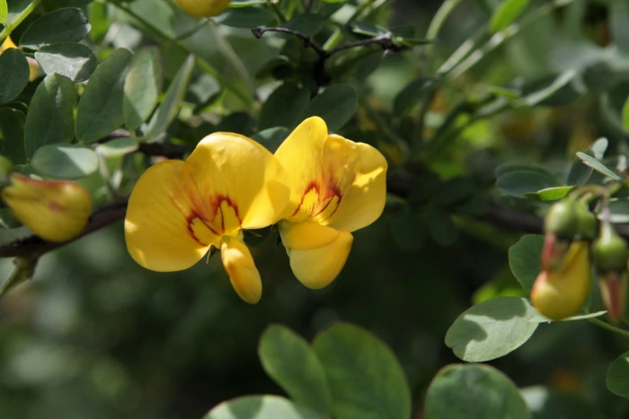 Colutea arborescens image