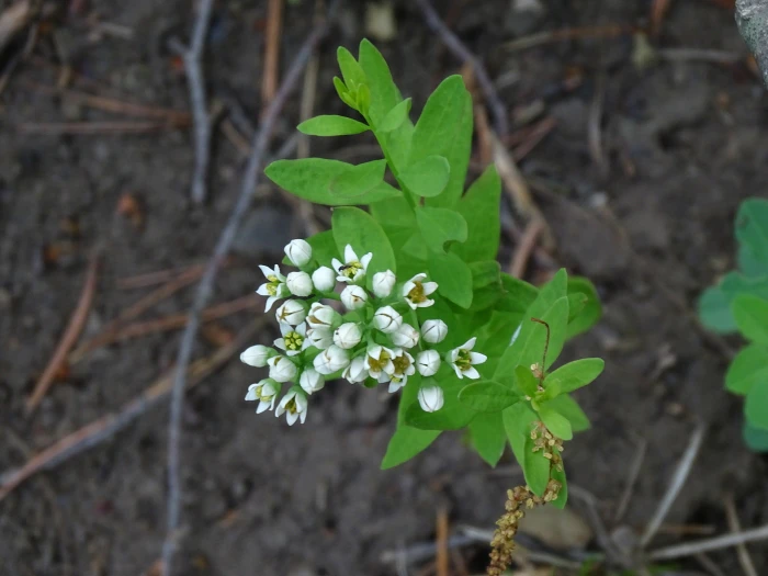 Comandra umbellata image