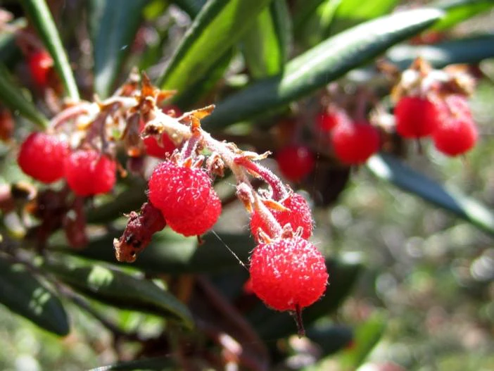 Comarostaphylis diversifolia image