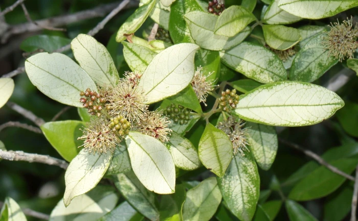 Combretum kraussii image