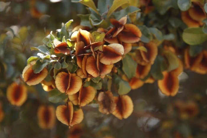 Combretum molle image