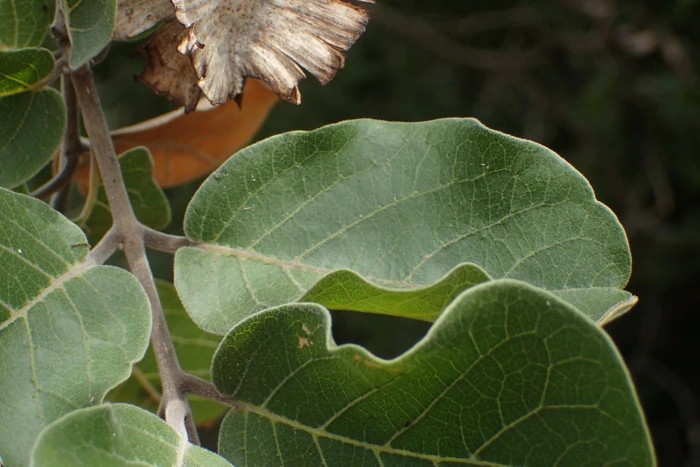 Combretum zeyheri image