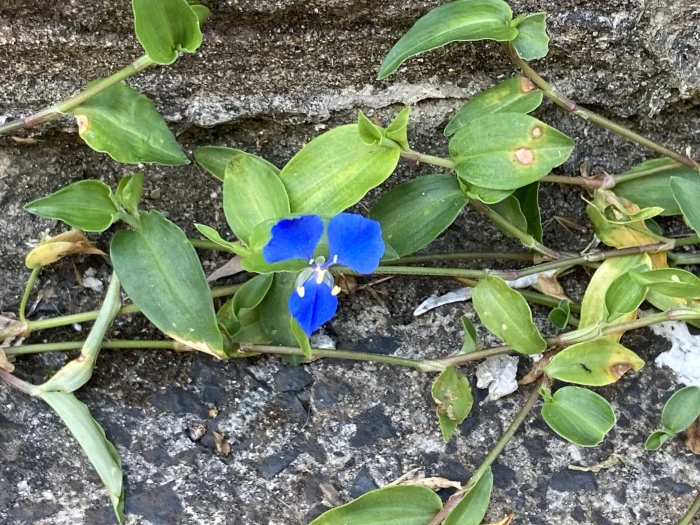 Commelina cyanea image