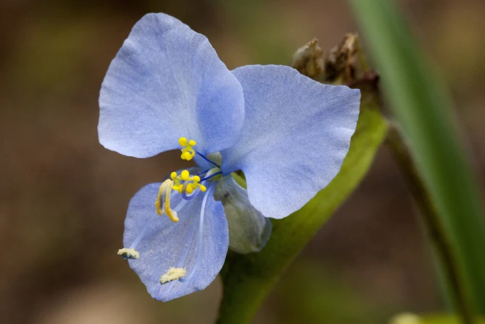 Commelina dianthifolia image